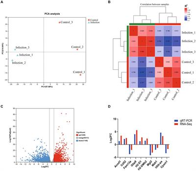 Transcriptomic analysis of reproductive organs of pregnant mice post toxoplasma gondii infection reveals the potential factors that contribute to poor prognosis